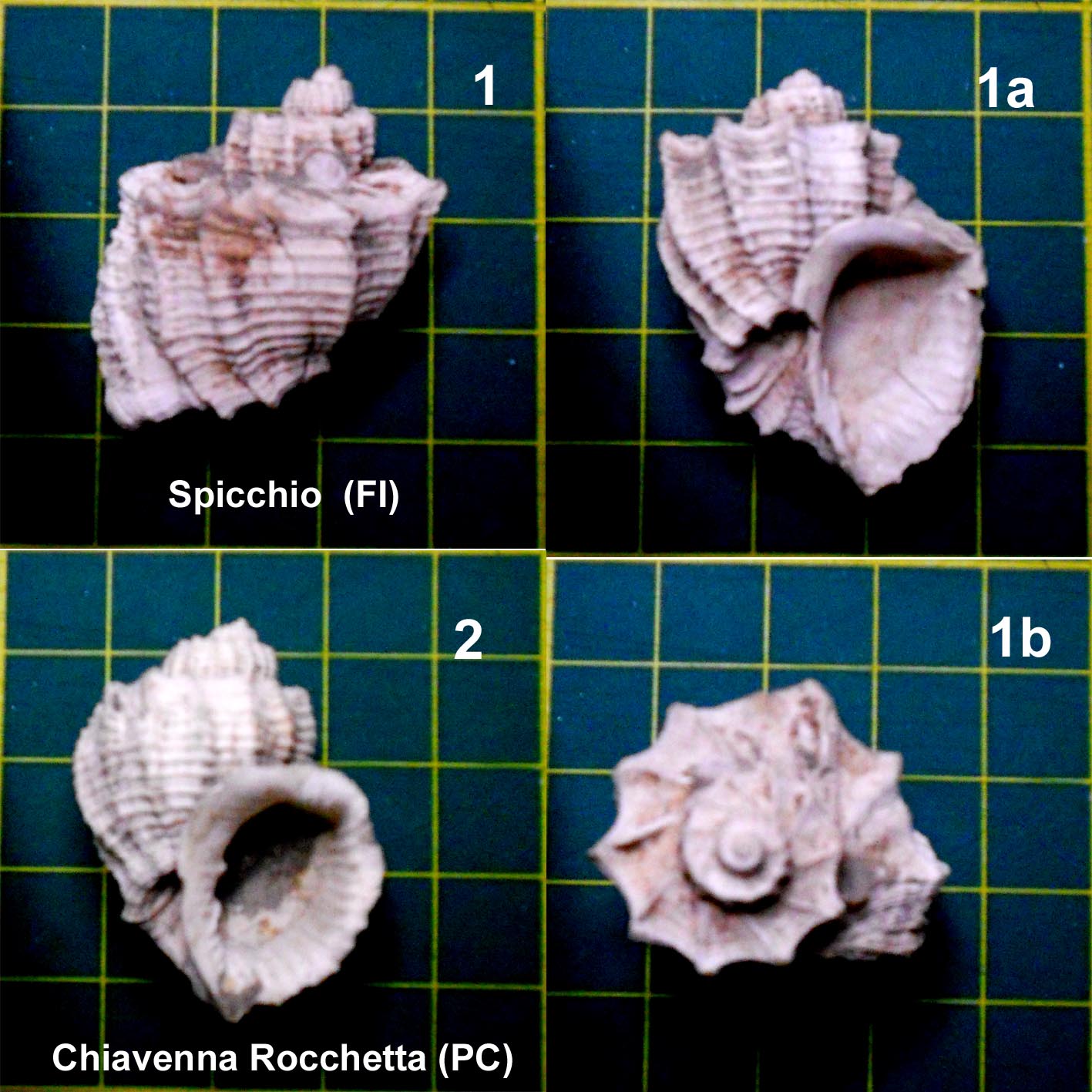 Trigonostoma cassideum?